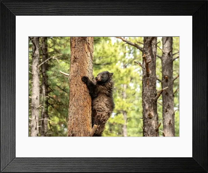 Framed Print : Black Bear in a Tree Framed Print : Black Bear in a Tree