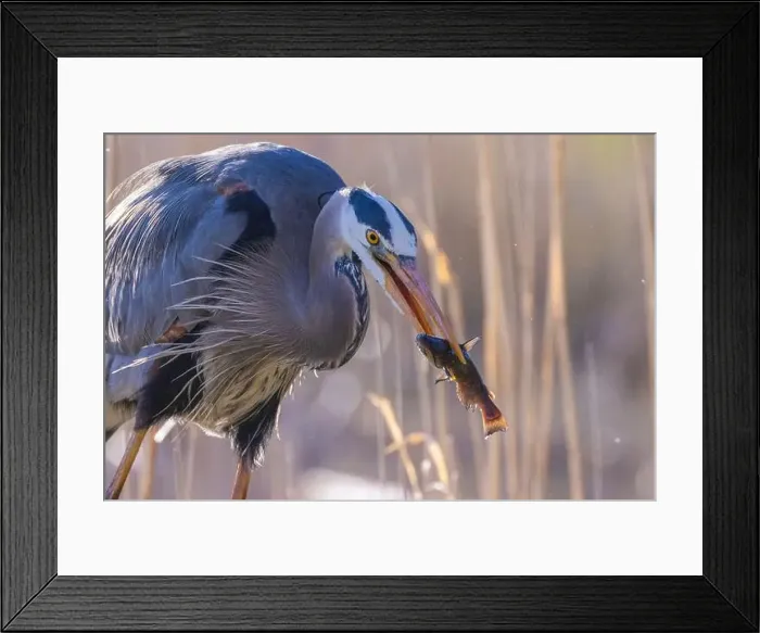 Framed Print : great blue heron (Ardea herodias) fishing Framed Print : great blue heron (Ardea herodias) fishing