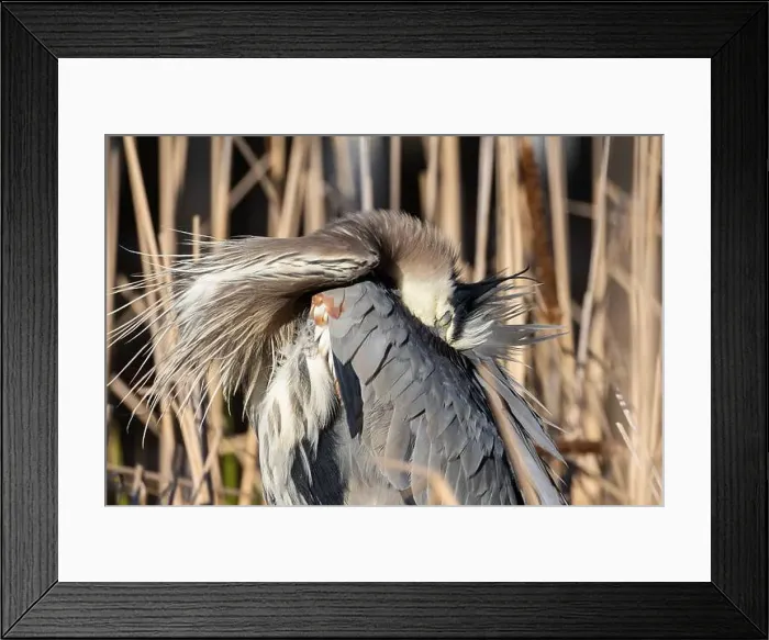 Framed Print : great blue heron (Ardea herodias) in spring Framed Print : great blue heron (Ardea herodias) in spring
