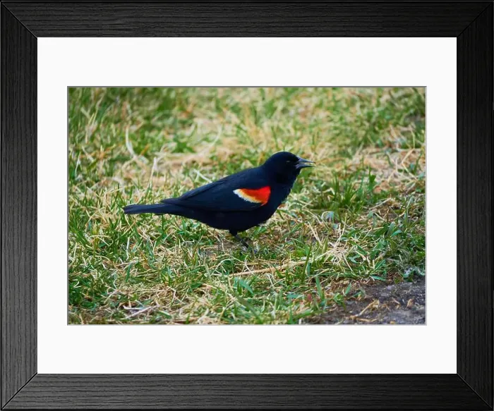 Framed Print : Sergeant Blackbird: Exploring the Wilderness of Canada's Migratory Avian Beauty Framed Print : Sergeant Blackbird: Exploring the Wilderness of Canada's Migratory Avian Beauty