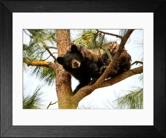 Framed Print : Black Bear in a Tree Framed Print : Black Bear in a Tree