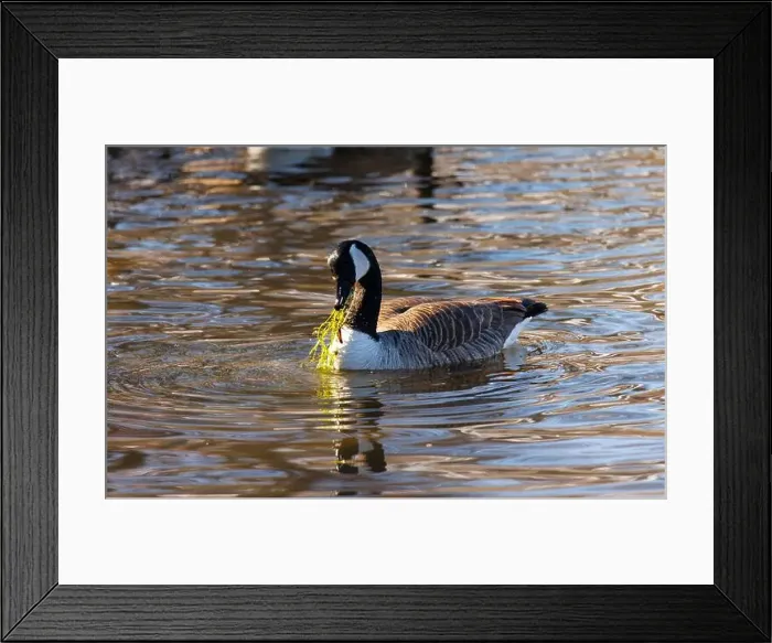 Framed Print : Canadian geese in the afternoon sun swimming and feeding on grass in a lake Framed Print : Canadian geese in the afternoon sun swimming and feeding on grass in a lake