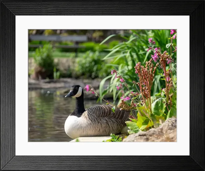 Framed Print : Stunning Canada goose at the edge of the lake Framed Print : Stunning Canada goose at the edge of the lake