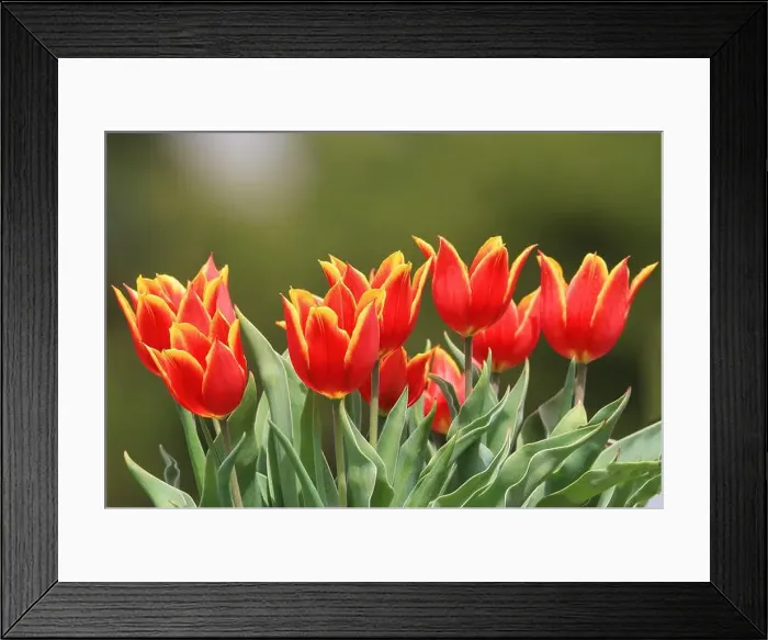 Framed Print : Great Blue heron, sitting, pine Framed Print : Great Blue heron, sitting, pine