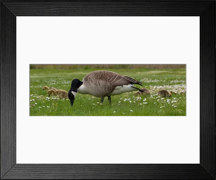 Framed Print : Panorama of Canada Goose and Branta canadensis feeding in a field Framed Print : Panorama of Canada Goose and Branta canadensis feeding in a field