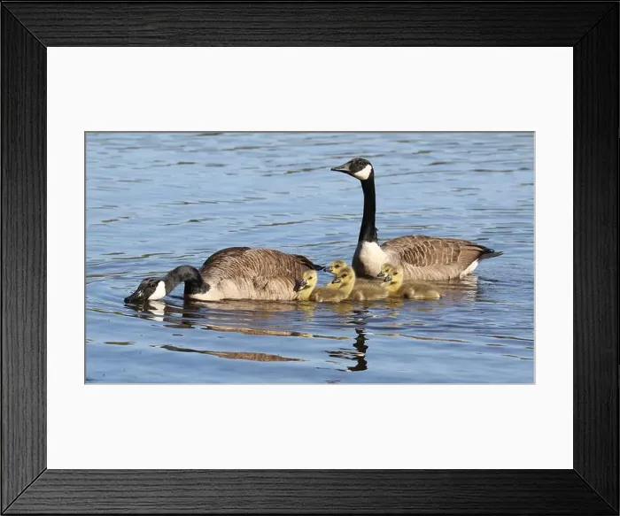 Framed Print : Canada goose family (Branta canadensis) swimming on the lake in Springtime Framed Print : Canada goose family (Branta canadensis) swimming on the lake in Springtime