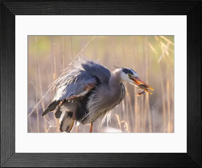 Framed Print : great blue heron (Ardea herodias) fishing Framed Print : great blue heron (Ardea herodias) fishing
