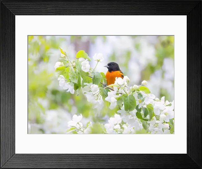 Framed Print : Baltimore Oriole perched on a flowering tree branch in spring in Ottawa, Canada Framed Print : Baltimore Oriole perched on a flowering tree branch in spring in Ottawa, Canada