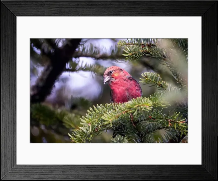 Framed Print : Male White-winged crossbill on the lookout for food Framed Print : Male White-winged crossbill on the lookout for food