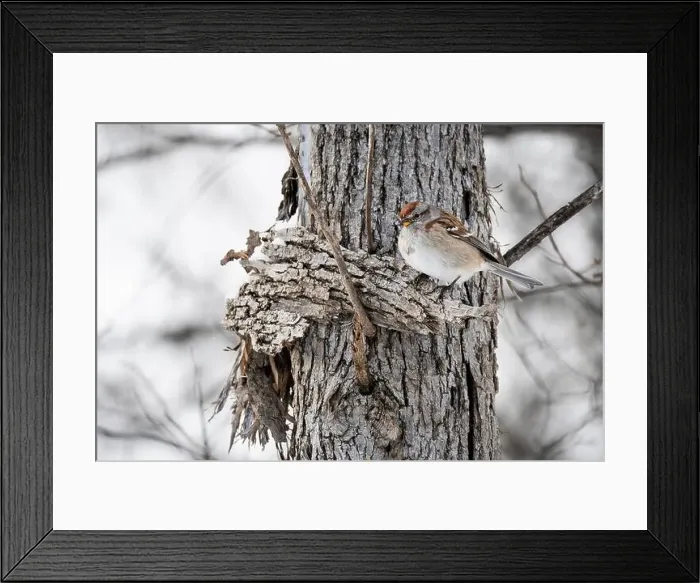 Framed Print : American Tree Sparrow perched in a tree near a bird feeder during winter Framed Print : American Tree Sparrow perched in a tree near a bird feeder during winter