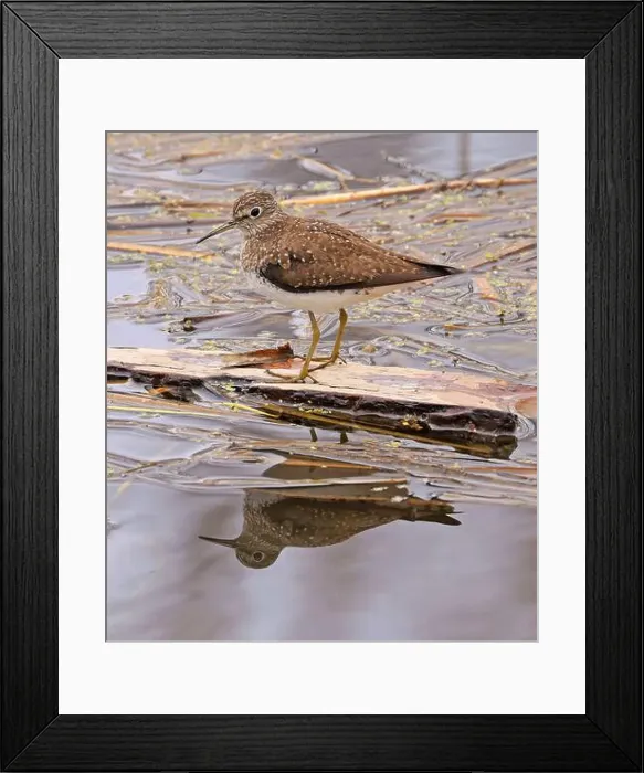 Framed Print : Solitary Sandpiper on the swamp with his reflection on water, Canada Framed Print : Solitary Sandpiper on the swamp with his reflection on water, Canada