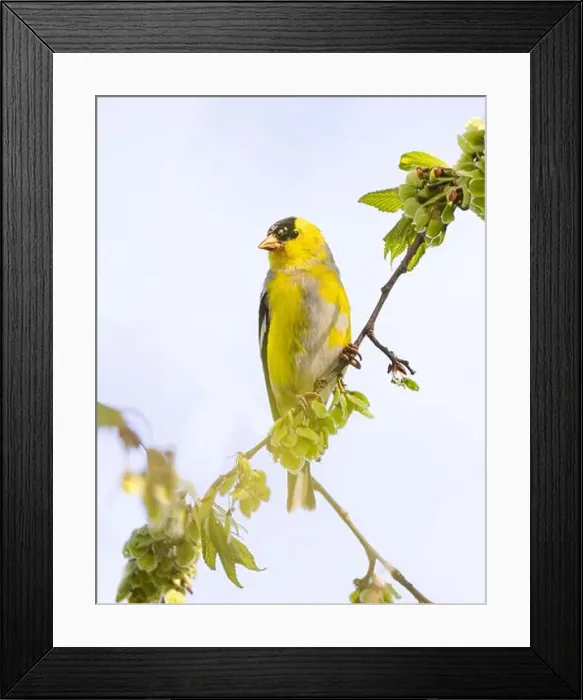 Framed Print : American Goldfinch perched on branch in spring in Ottawa, Canada Framed Print : American Goldfinch perched on branch in spring in Ottawa, Canada