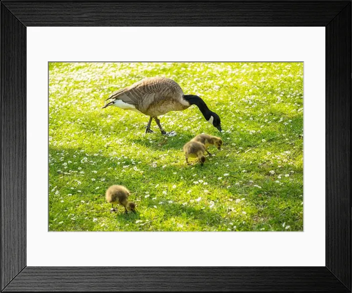 Framed Print : Goslings Canada goose, Brant canadian on green meadow with parents in woodland area Framed Print : Goslings Canada goose, Brant canadian on green meadow with parents in woodland area