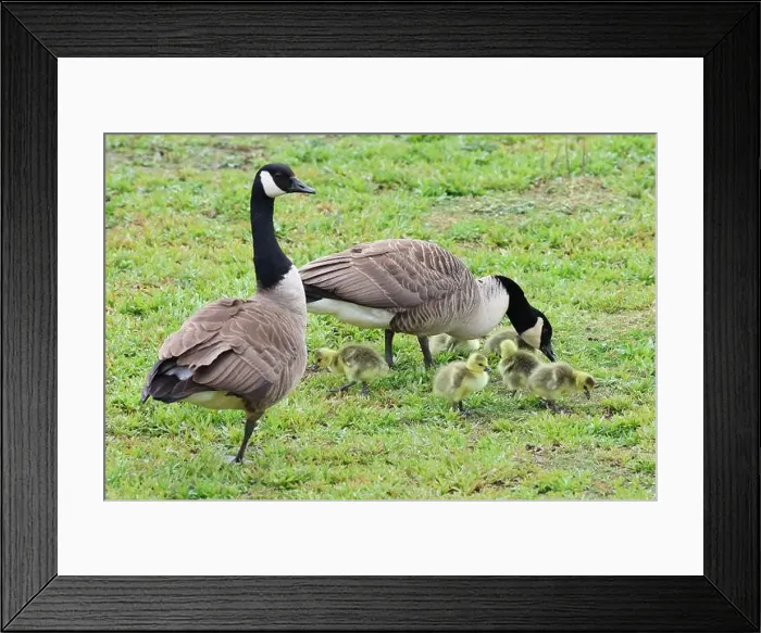 Framed Print : Wildlife at Tophill Low Nature Reserve Framed Print : Wildlife at Tophill Low Nature Reserve