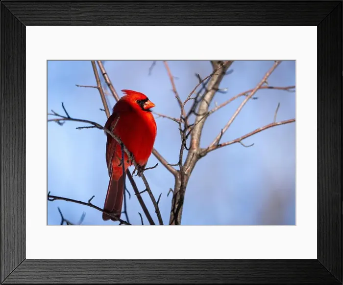 Framed Print : Male Northern Cardinal perched high in a tree