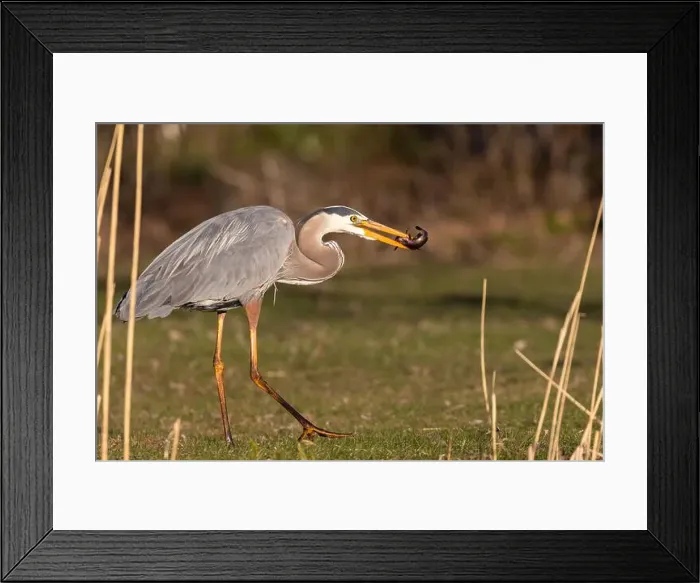Framed Print : great blue heron (Ardea herodias) fishing Framed Print : great blue heron (Ardea herodias) fishing
