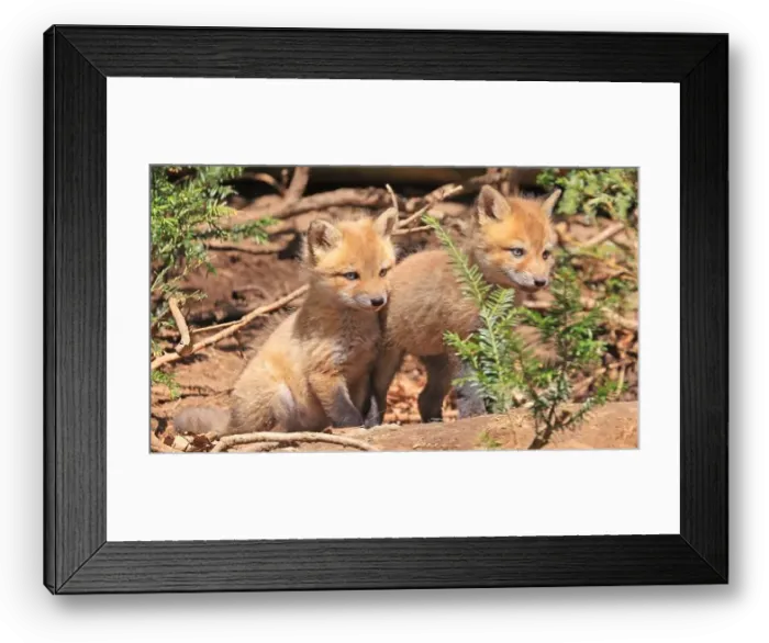 Framed Print : Portrait of young red foxes playing near their den with green foreground, Canada Framed Print : Portrait of young red foxes playing near their den with green foreground, Canada