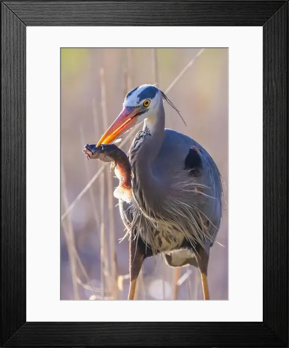 Framed Print : great blue heron (Ardea herodias) fishing Framed Print : great blue heron (Ardea herodias) fishing