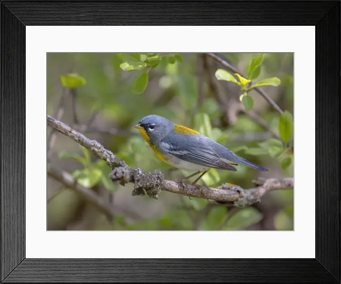 Framed Print : Northern Parula warbler perched on branch in spring in Ottawa, Canada Framed Print : Northern Parula warbler perched on branch in spring in Ottawa, Canada