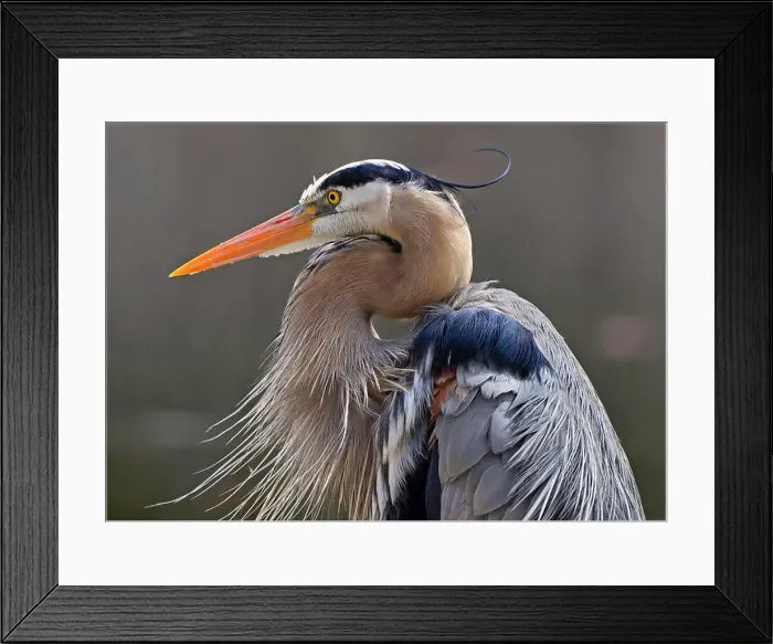 Framed Print : Great blue heron portrait into the swamp, Quebec, Canada Framed Print : Great blue heron portrait into the swamp, Quebec, Canada