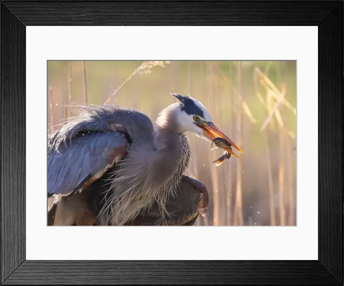 Framed Print : great blue heron (Ardea herodias) fishing Framed Print : great blue heron (Ardea herodias) fishing
