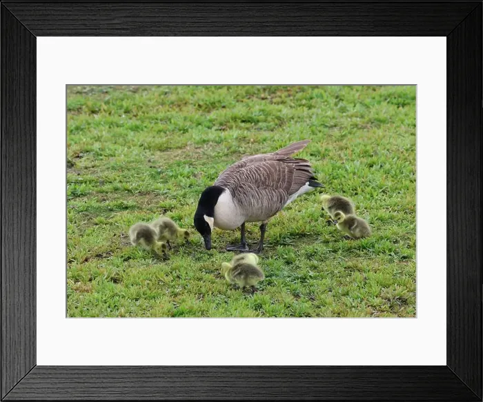 Framed Print : Wildlife at Tophill Low Nature Reserve Framed Print : Wildlife at Tophill Low Nature Reserve