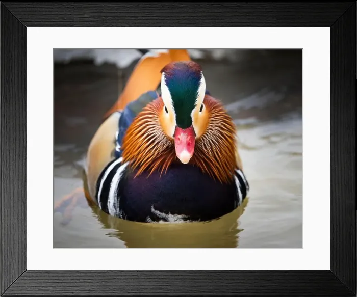 Framed Print : Escaped farm mandarin duck, along the shores of the St. Lawrence River Framed Print : Escaped farm mandarin duck, along the shores of the St. Lawrence River