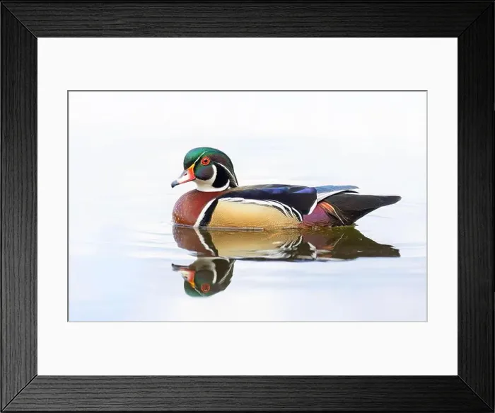 Framed Print : High-key closeup of a Wood duck male reflection swimming on Mud lake in Ottawa, Canada Framed Print : High-key closeup of a Wood duck male reflection swimming on Mud lake in Ottawa, Canada