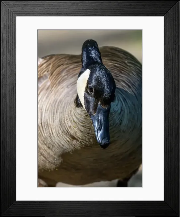 Framed Print : Closeup of the head of a Canada Goose (Branta canadensis) in Michigan, USA Framed Print : Closeup of the head of a Canada Goose (Branta canadensis) in Michigan, USA