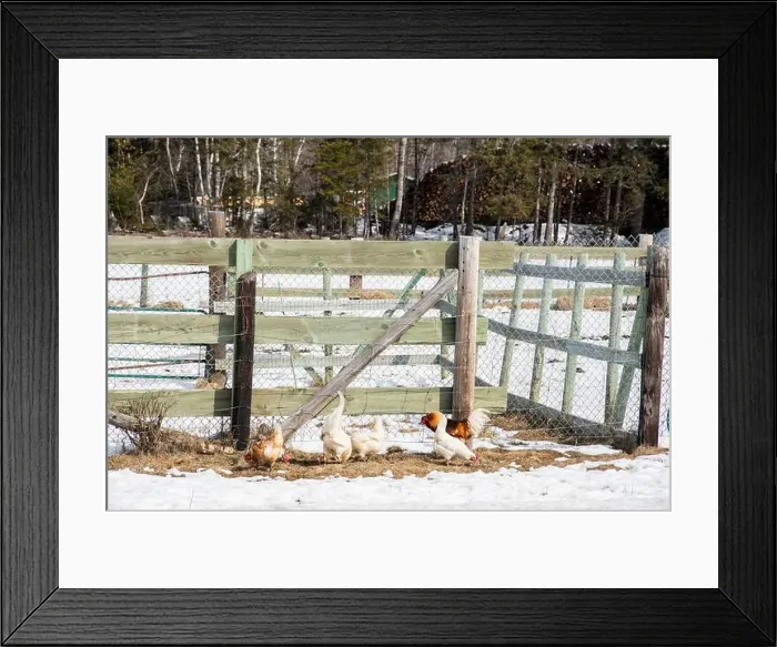 Framed Print : Chickens on a farm in Whitney in Miramichi, New Brunswick, Canada Framed Print : Chickens on a farm in Whitney in Miramichi, New Brunswick, Canada