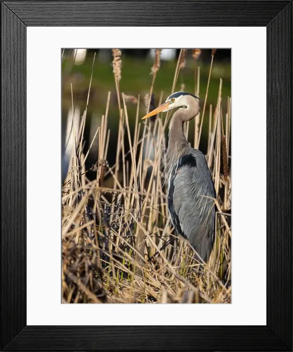 Framed Print : great blue heron (Ardea herodias) in spring Framed Print : great blue heron (Ardea herodias) in spring