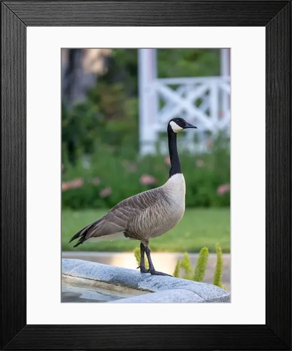 Framed Print : Canadian goose perched on a fountain Framed Print : Canadian goose perched on a fountain