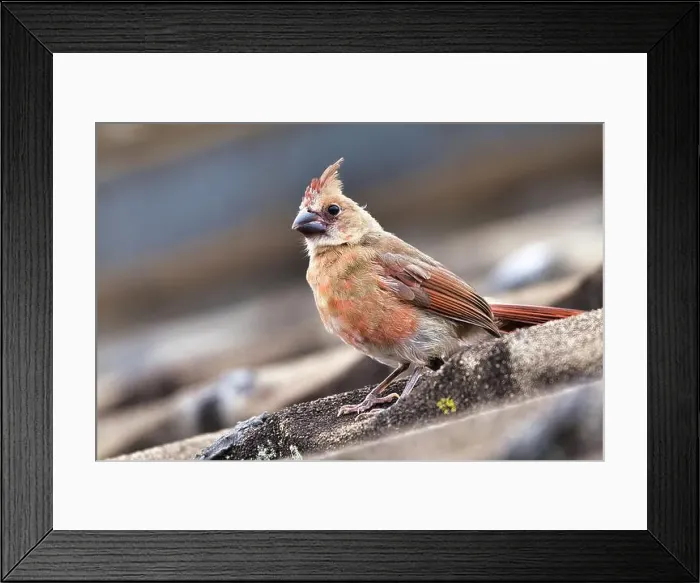 Framed Print : Cute young female northern cadinal perched on a roof Framed Print : Cute young female northern cadinal perched on a roof
