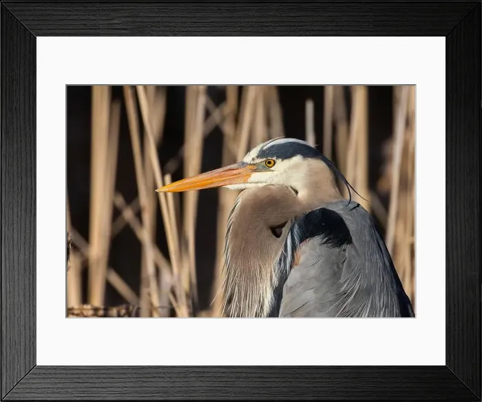 Framed Print : great blue heron (Ardea herodias) in spring Framed Print : great blue heron (Ardea herodias) in spring