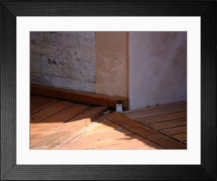 Framed Print : Weasel hiding in wooden floor in a hole outdoor in a sunny day Framed Print : Weasel hiding in wooden floor in a hole outdoor in a sunny day