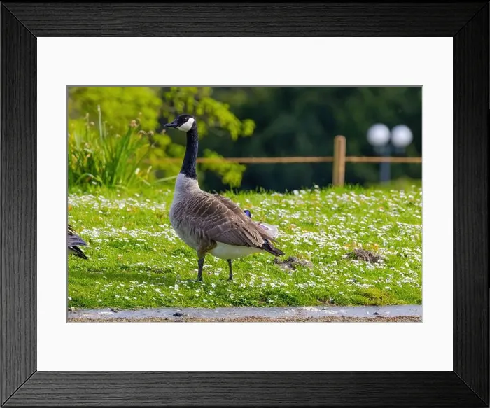 Framed Print : Grey wild goose, cute Water Birds Geese and Chicks at Lake Framed Print : Grey wild goose, cute Water Birds Geese and Chicks at Lake
