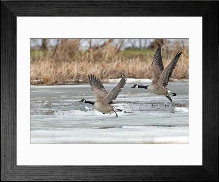 Framed Print : Canada geese (branta canadensis) Framed Print : Canada geese (branta canadensis)