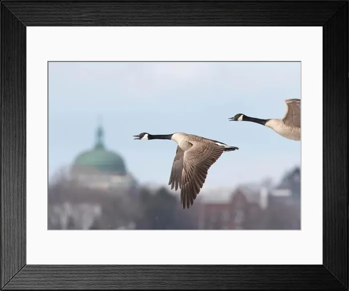 Framed Print : Canada geese (branta canadensis), pair flying along the Saint lawrence river. province of Quebec. Canada Framed Print : Canada geese (branta canadensis), pair flying along the Saint lawrence river. province of Quebec. Canada