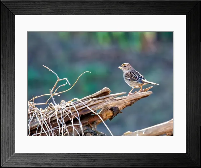 Framed Print : Handsome sparrow with black crown Framed Print : Handsome sparrow with black crown
