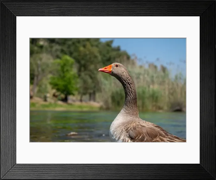 Framed Print : Domestic goose, close-up, blurred background Framed Print : Domestic goose, close-up, blurred background