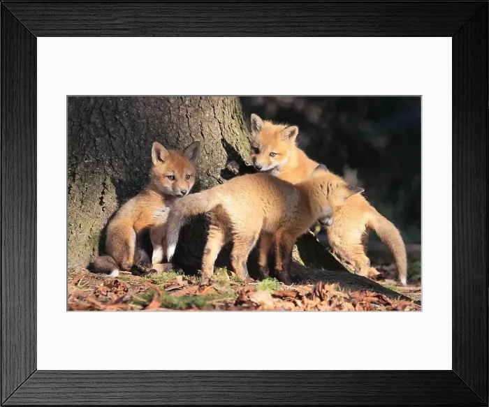 Framed Print : Portrait of young red foxes playing in the forest, Canada Framed Print : Portrait of young red foxes playing in the forest, Canada