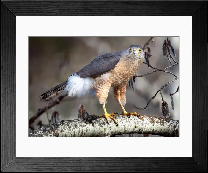 Framed Print : Cooper's hawk predatory bird standing on a tree branch found at a Calgary Park in Western Canada Framed Print : Cooper's hawk predatory bird standing on a tree branch found at a Calgary Park in Western Canada