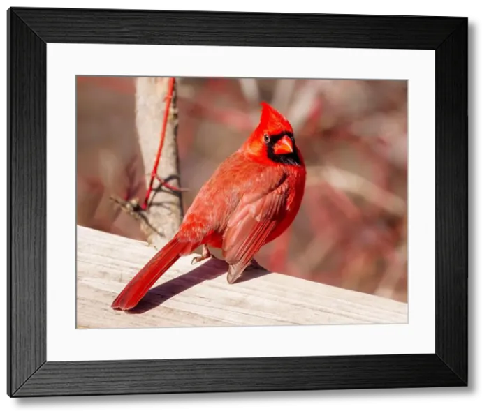 Framed Print : red male Northern Cardinal perched on the wooden railing Framed Print : red male Northern Cardinal perched on the wooden railing