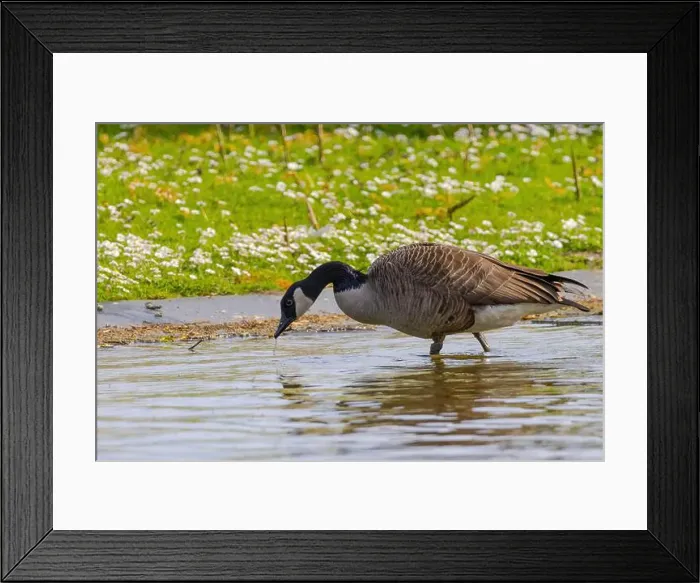 Framed Print : Grey wild goose, cute Water Birds Geese and Chicks at Lake Framed Print : Grey wild goose, cute Water Birds Geese and Chicks at Lake