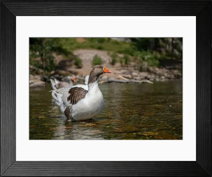 Framed Print : Domestic goose, close-up, blurred background Framed Print : Domestic goose, close-up, blurred background
