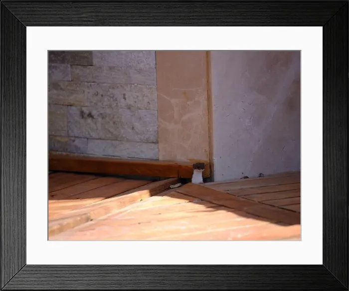 Framed Print : Weasel hiding in wooden floor in a hole outdoor in a sunny day Framed Print : Weasel hiding in wooden floor in a hole outdoor in a sunny day