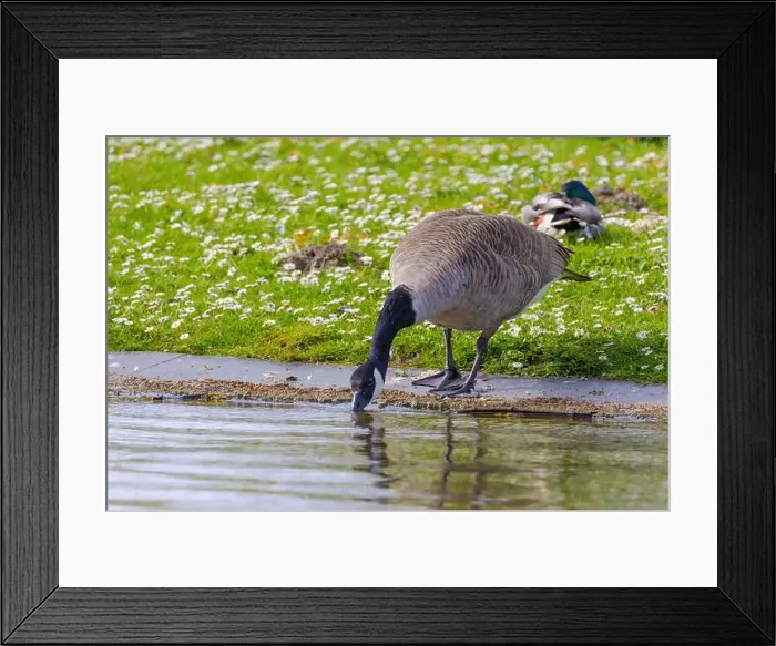 Framed Print : Grey wild goose, cute Water Birds Geese and Chicks at Lake Framed Print : Grey wild goose, cute Water Birds Geese and Chicks at Lake