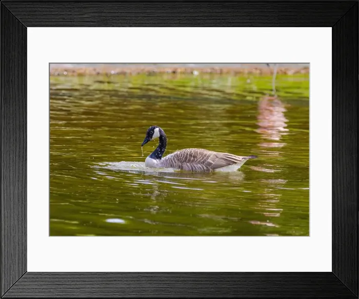 Framed Print : Grey wild goose, cute Water Birds Geese and Chicks at Lake Framed Print : Grey wild goose, cute Water Birds Geese and Chicks at Lake