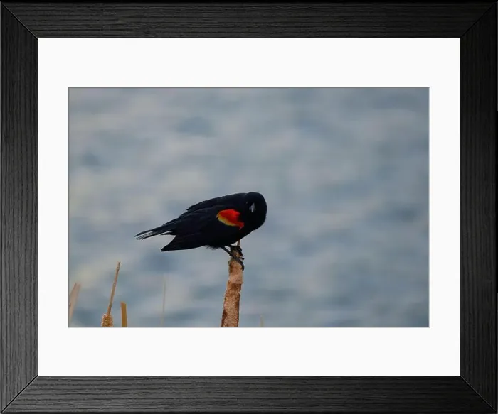Framed Print : Sergeant Blackbird: Exploring the Wilderness of Canada's Migratory Avian Beauty Framed Print : Sergeant Blackbird: Exploring the Wilderness of Canada's Migratory Avian Beauty