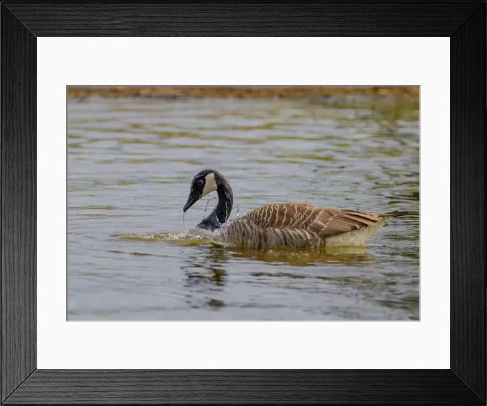 Framed Print : Grey wild goose, cute Water Birds Geese and Chicks at Lake Framed Print : Grey wild goose, cute Water Birds Geese and Chicks at Lake